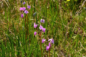 Henderson's Shooting Star flowers in a prairie