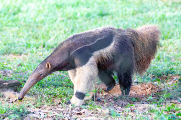 Giant anteater, cute animal from Brazil. Myrmecophaga tridactyla, exotic and endemic animal. Wildlife scene.