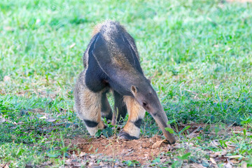 Giant anteater, cute animal from Brazil. Myrmecophaga tridactyla, exotic and endemic animal. Wildlife scene.