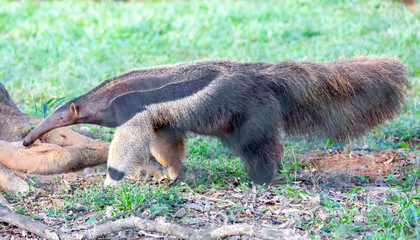 Giant anteater, cute animal from Brazil. Myrmecophaga tridactyla, exotic and endemic animal....