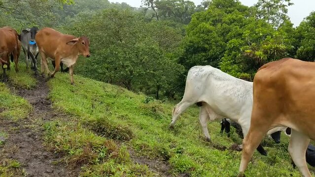 Cows in the rainforest