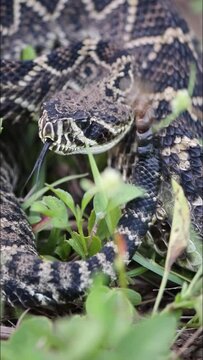 western diamond-back rattlesnake