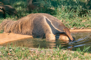 Giant Anteater Cute Animal From