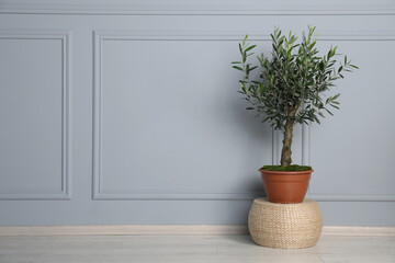 Beautiful young potted olive tree on wicker pouf near light wall indoors, space for text. Interior element