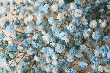 Closeup view of beautiful white and light blue gypsophila flowers