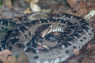 Very common venomous snake in Brazil known as 