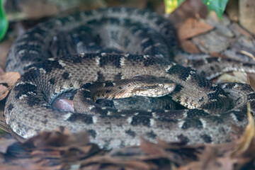 Very common venomous snake in Brazil known as 
