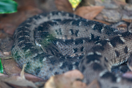 Very common venomous snake in Brazil known as "jararaca Pintada or urutu" (Bothrops neuwiedi)