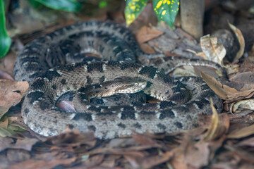 Very common venomous snake in Brazil known as 