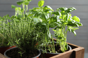 Different aromatic potted herbs in wooden crate, closeup