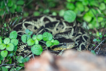 Very common venomous snake in Brazil known as 