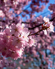 Close up of a beautiful branch of cherry blossom in spring
