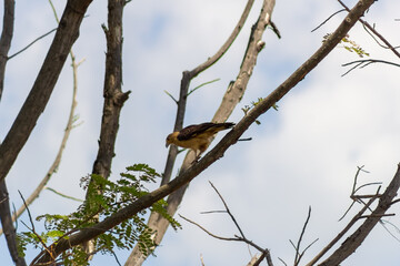 eagle on a tree in Venezuela