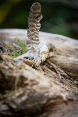 feather on the tree