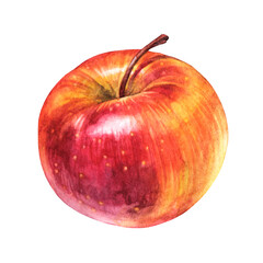 Watercolor red apple isolated on white background. Summer and autumn sweet food. Fruit for dessert. Clipart for cookbook and card menu. Hand-drawn element for sticker recipe, wallpaper or wrapping