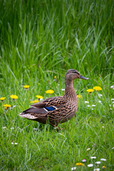 duck in the water