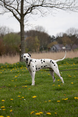 Dalmatian