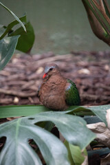 bird on the tree