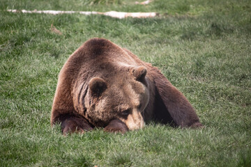 brown bear cub © Angelique