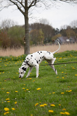 Fototapeta premium Dalmatian