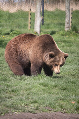 Fototapeta premium brown bear cub