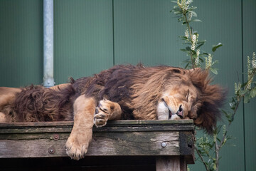 Naklejka premium lion in a cage
