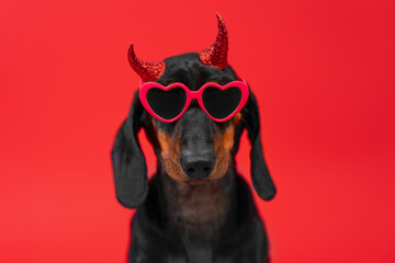 Adorable dog wearing heart-shaped glasses, red shiny devil horns on bright red background. Valentine day promotion poster seductive serious puppy. Devil carnival costume for festive 