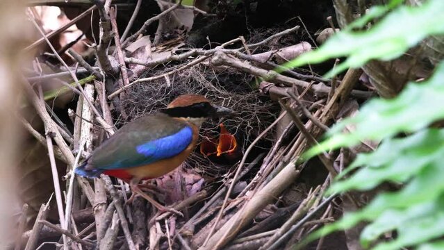 Mangrove pitta Feeding young birds in a nest that is camouflaged by tree branches.