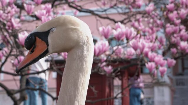 White swan closing small eyes unites with nature against blooming pinkish magnolia hanging on branches. Animal enjoys swimming on fountain water Generative AI