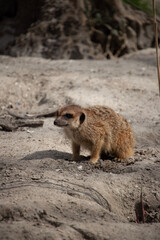 Fototapeta premium meerkat on the ground