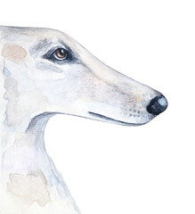 Watercolour illustration of Borzoi Hunting Sighthound. Symbol of beauty, history, nobility, majesty. Hand painted water color sketchy drawing on white background, cutout element for design decoration.