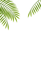 Vector Palm Leaf Illustration With Text Space Isolated On A White Background. 