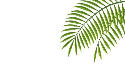 Vector Palm Leaf Illustration With Text Space Isolated On A White Background. 