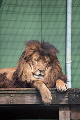 Naklejka premium lion in the zoo