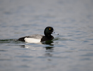 Male Lesser Scaup swimming in the pond