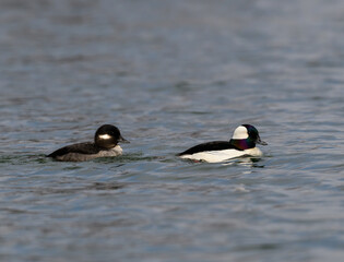 Male and Female Bufflehead swimming in the pond