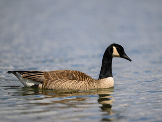 Obraz premium Canada Goose swimming in the pond
