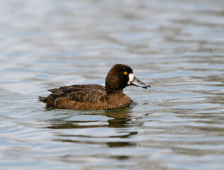 Female Lesser Scaup swimming in the pond