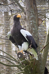 american eagle