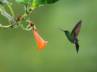 Green-crowned brilliant Hummingbird in flight collecting nectar from orange Kohleria flower on green background