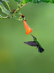 Green-crowned brilliant Hummingbird in flight collecting nectar from orange Kohleria flower on green background