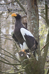 american eagle