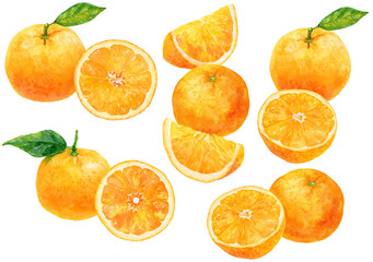 水彩画イラスト　オレンジの挿絵の素材集　オレンジの実と葉、カットされたオレンジ　さまざまな組み合わせ