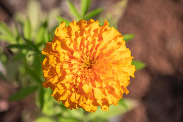 yellow flower in the garden