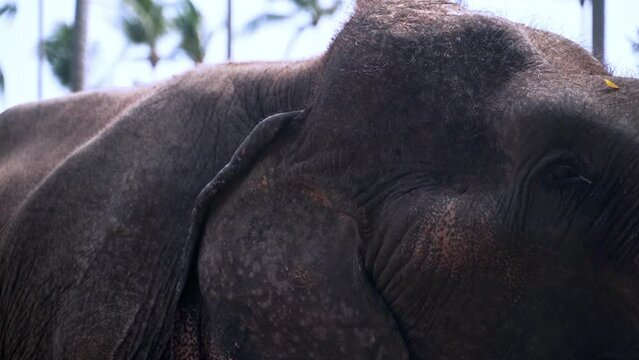 Asian elephant moving its massive head and neck below palm trees.