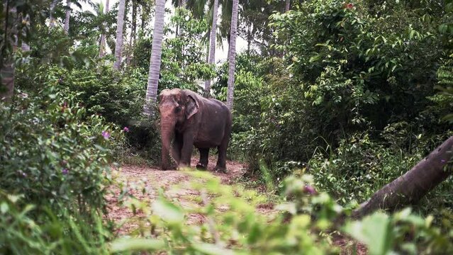 Asian elephant walking on dirth path through tropical jungle foliage.