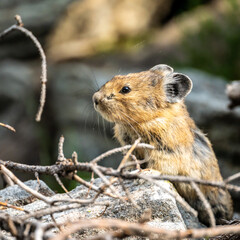 Pika Stops on a Small Rock Behind Tiny Twigs