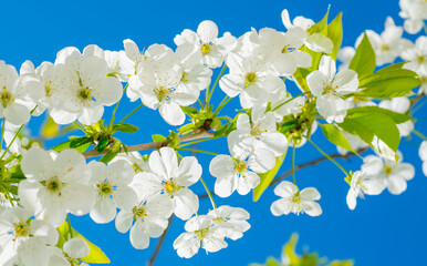 white cherry blossom petals on blue background