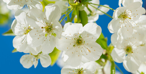 white cherry blossom petals on blue background
