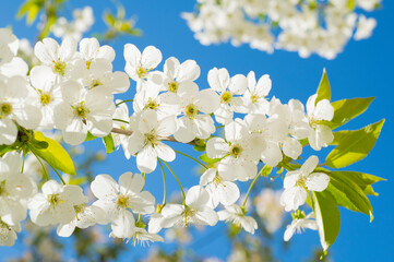 white cherry blossom petals on blue background